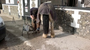 Doug Shoeing Storm at the Chestnuts